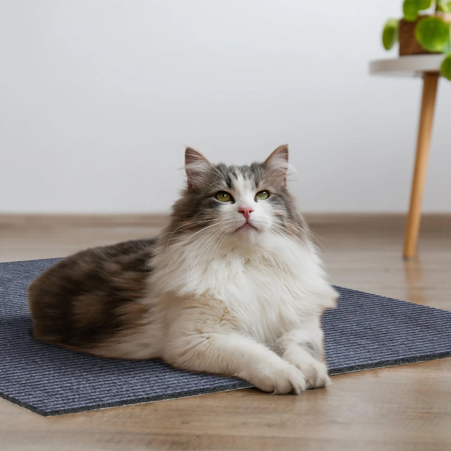 PurrSanctuary™ ClawGuard Shield
